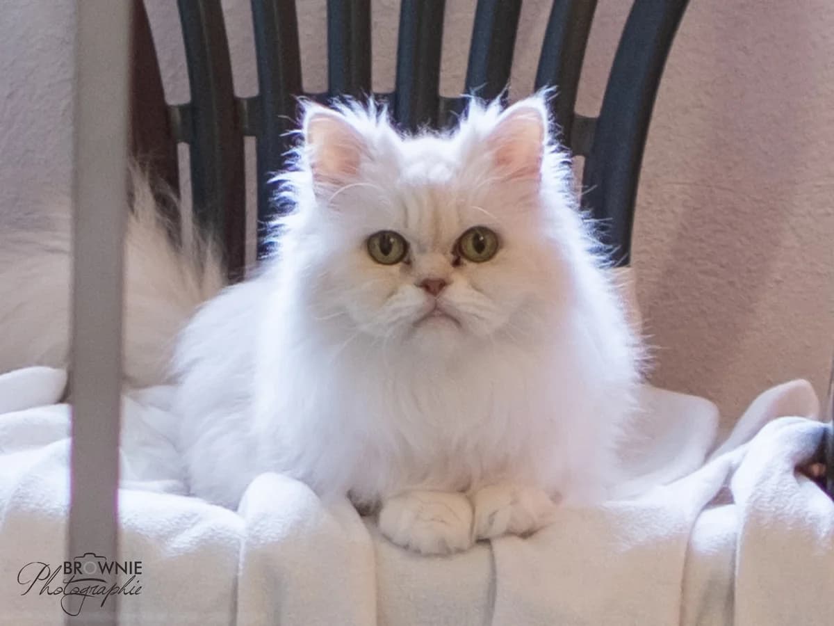 Devel, male senior Persian for adoption at Tierschutzverein Backnang