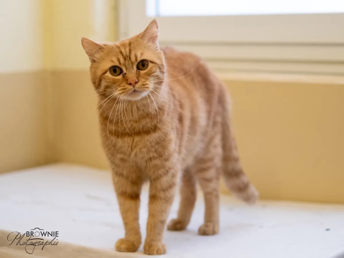 Berti - Reserviert, male 6yo mixed breed for adoption at Tierschutzverein Backnang