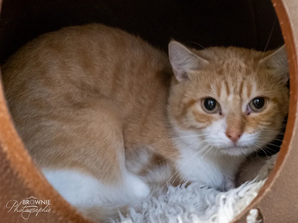 Nigrito, male 6yo mixed breed for adoption at Tierschutzverein Backnang