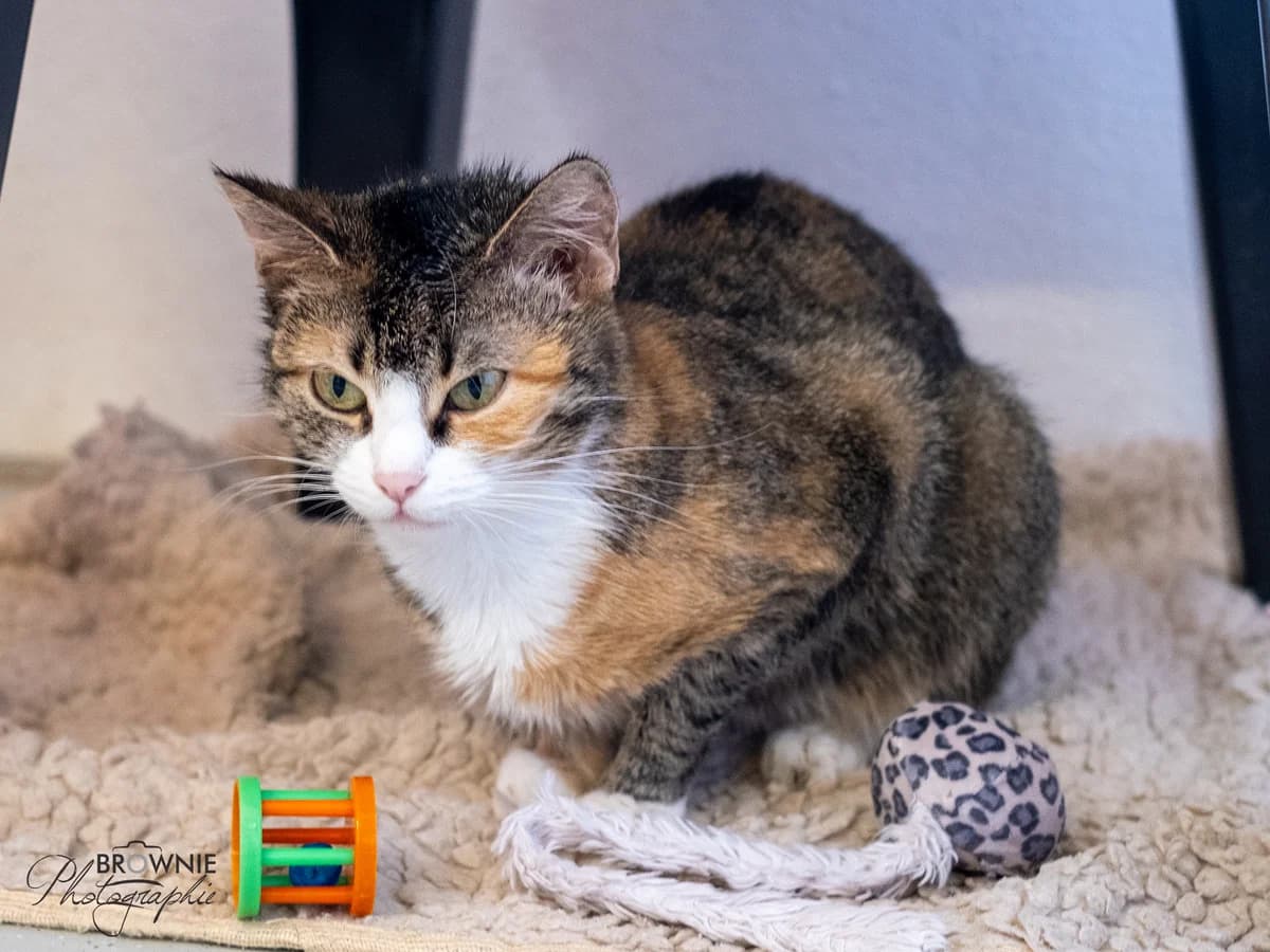 Nala - Reserviert, female young mixed breed for adoption at Tierschutzverein Backnang