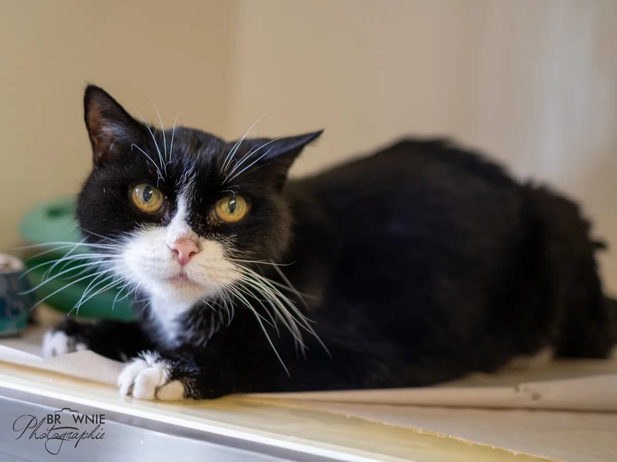 Sem, male senior mixed breed for adoption at Tierschutzverein Backnang