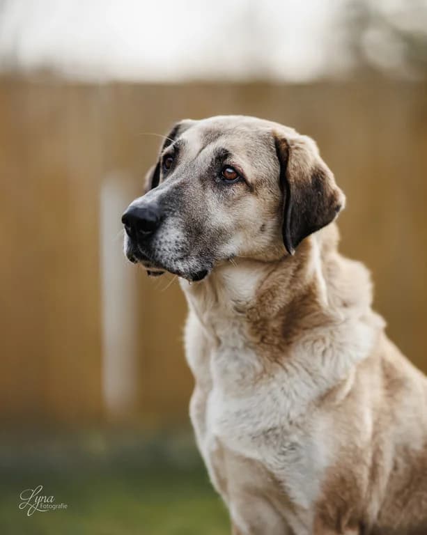 Samanta, female senior Kangal for adoption at Tierschutzverein Bad Harzburg und Umgebung