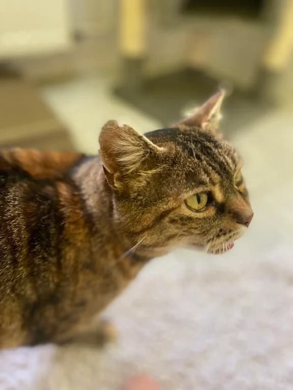 Tiger, female senior Mixed Breed for adoption at Tierschutzverein Bad Harzburg und Umgebung