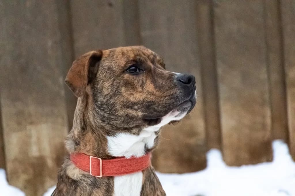 Silence, male young American Staffordshire Terrier for adoption at Tierschutzverein Bad Harzburg und Umgebung