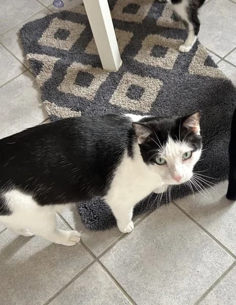 Alepo Coca, male 5yo Mixed Breed for adoption at Tierschutzverein Bad Harzburg und Umgebung
