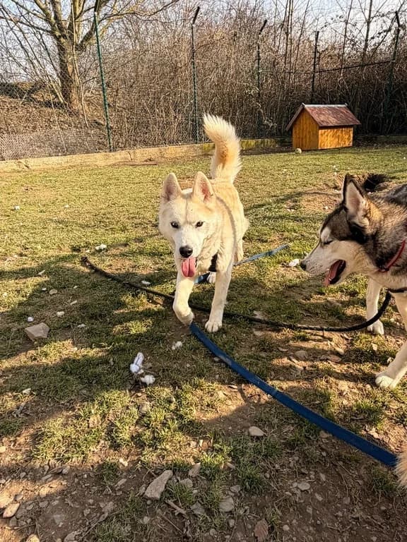 Lenny Ice, 5yo Mixed Breed for adoption at Tierschutzverein Bad Harzburg und Umgebung
