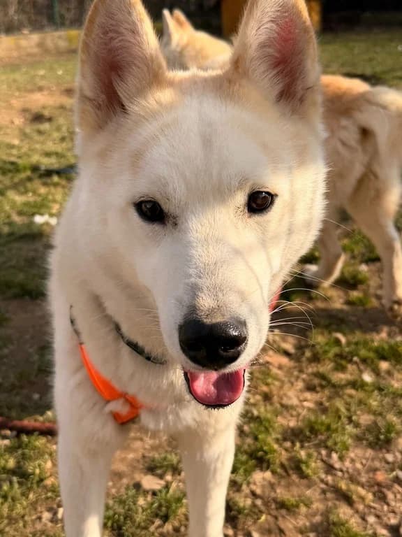 Finn Snow, male 3yo Mixed Breed for adoption at Tierschutzverein Bad Harzburg und Umgebung