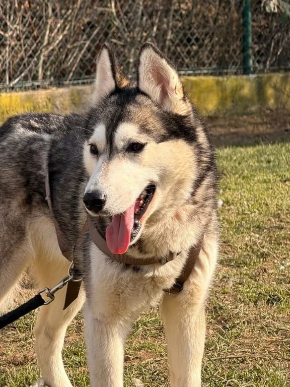 Lui Grey, male 4yo Mixed Breed for adoption at Tierschutzverein Bad Harzburg und Umgebung