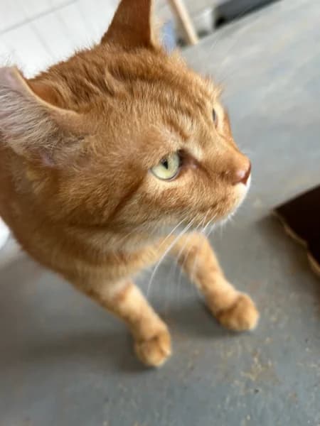 Mikesch, 6yo Mixed Breed for adoption at Tierschutzverein Bad Harzburg und Umgebung