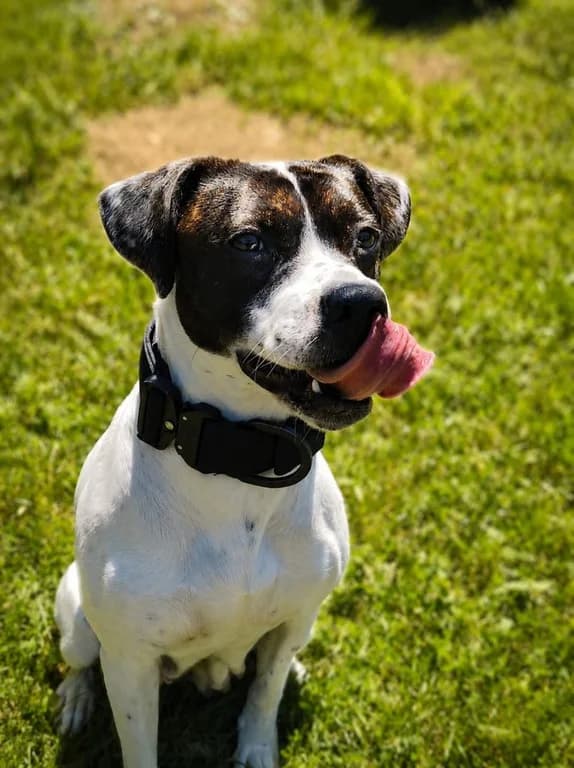 Simba, 4yo Mixed Breed for adoption at Tierschutzverein Bad Harzburg und Umgebung