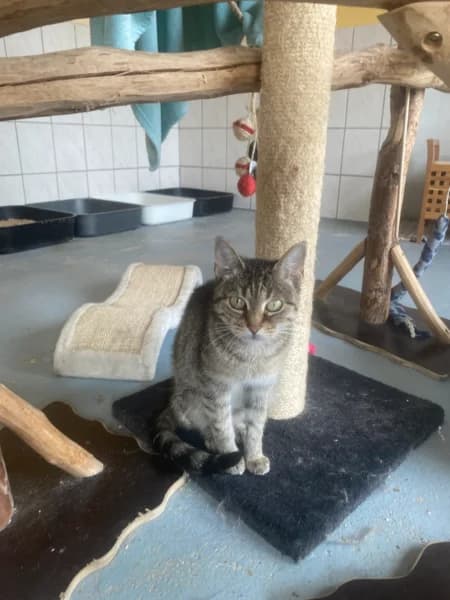 Sora, 7yo Mixed Breed for adoption at Tierschutzverein Bad Harzburg und Umgebung