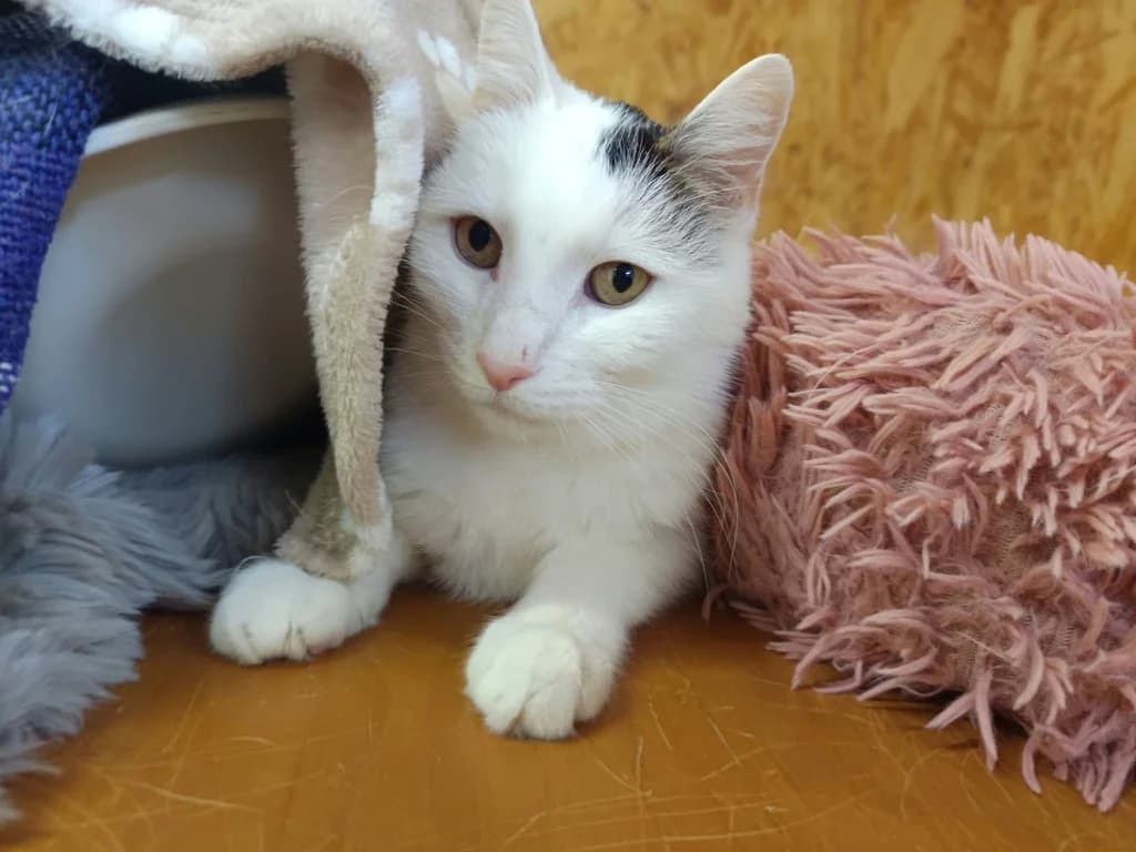 Pepe, male senior Mixed Breed for adoption at Tierschutzverein Bad Harzburg und Umgebung