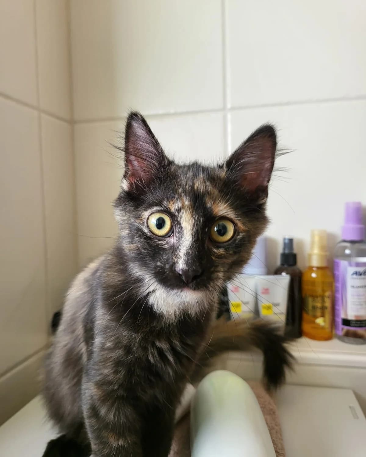 Orla, female puppy Mixed Breed for adoption at Tierschutzverein Bühl e.V.