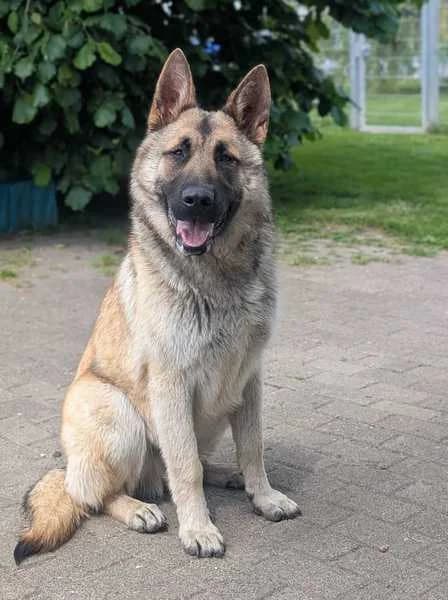 Benno, male puppy Mixed Breed for adoption at Tierschutzverein Demmin u.U.e.V.