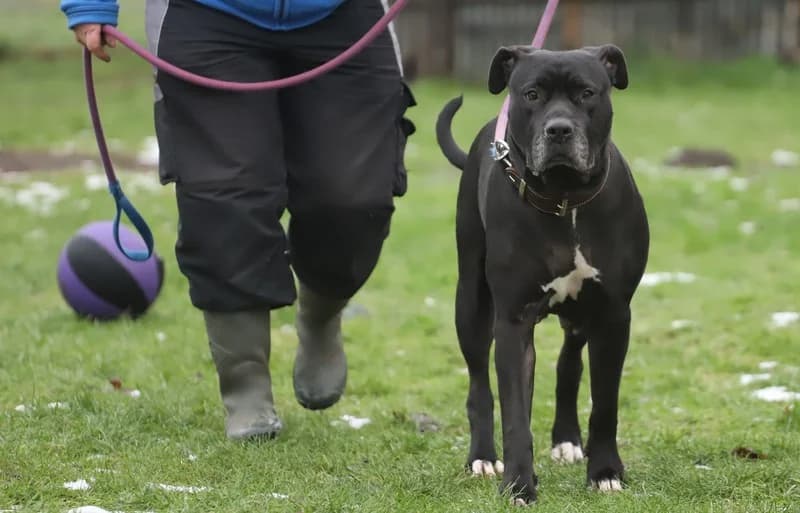 Candra, female senior Mixed Breed for adoption at Tierschutzverein Demmin u.U.e.V.
