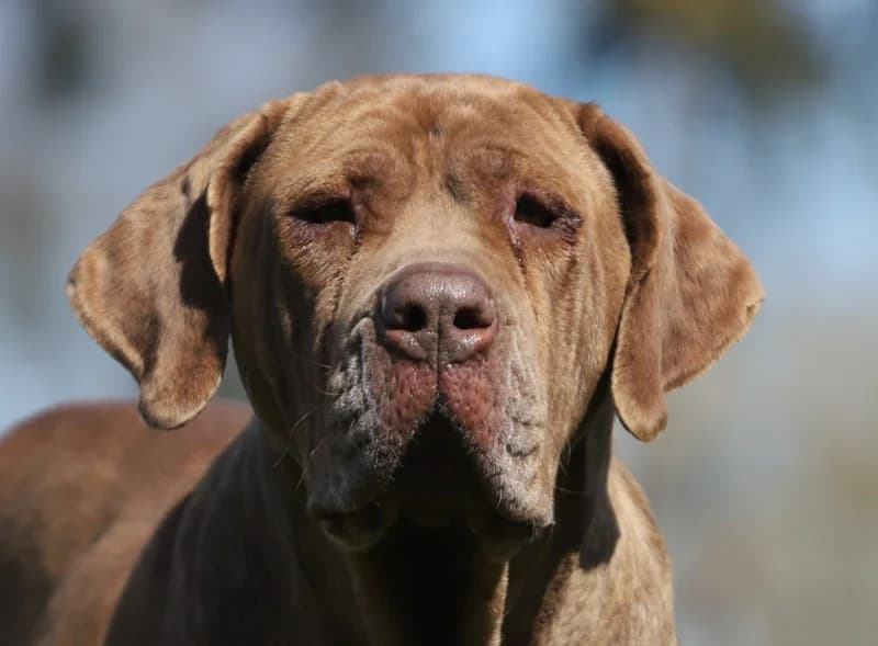 Drago, female Mixed Breed for adoption at Tierschutzverein Demmin u.U.e.V.