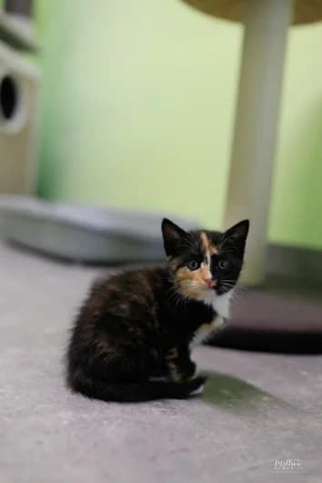 Liese, Mixed Breed for adoption at Tierschutzverein Demmin u.U.e.V.