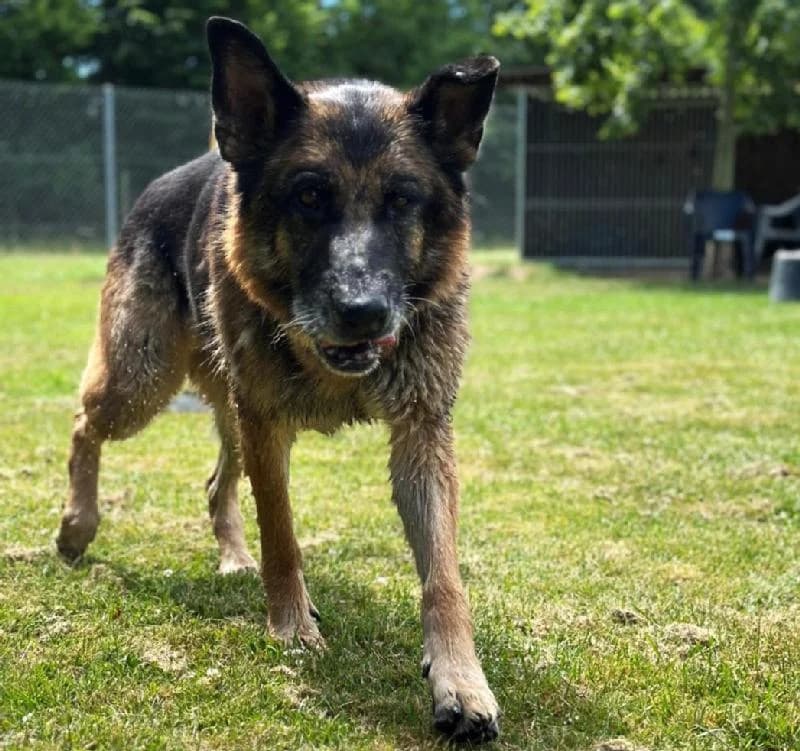 Tessa, female senior German Shepherd for adoption at Tierschutzverein Düren und Umgebung