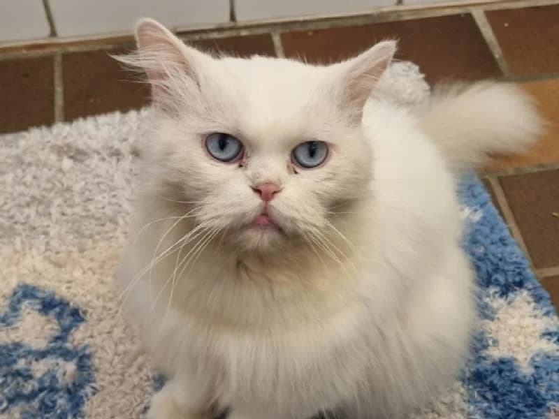 Leonardo, male 5yo Persian for adoption at Tierschutzverein Düren und Umgebung