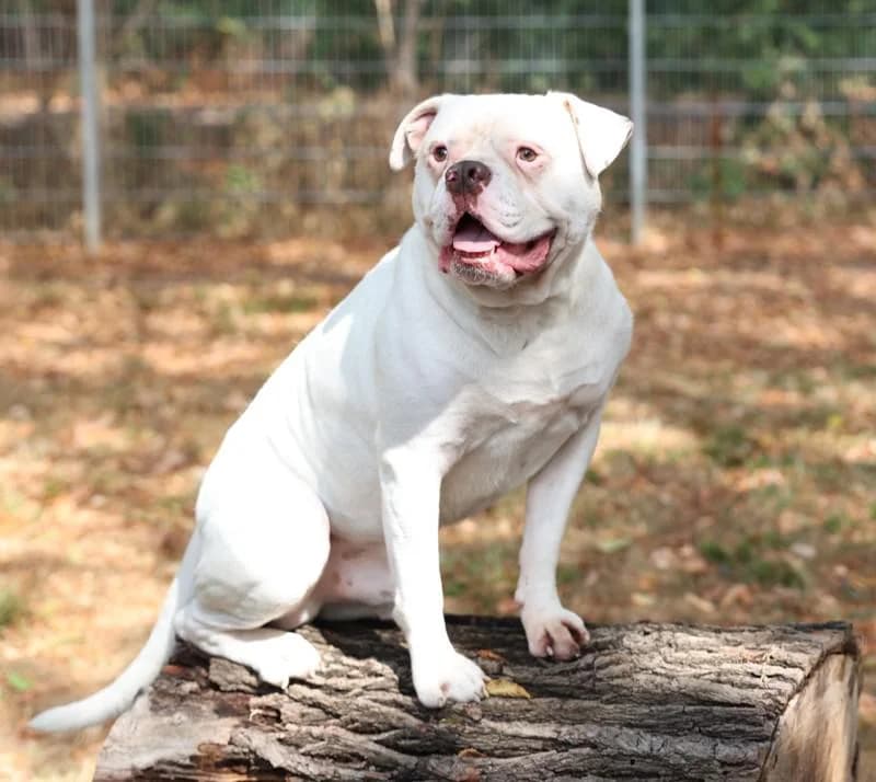 Bonsai, male 3yo English Bulldog for adoption at Tierschutzverein Düren und Umgebung