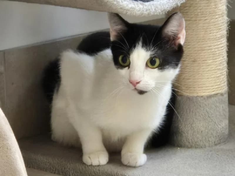 Minnie, female young mixed breed for adoption at Tierschutzverein Düren und Umgebung