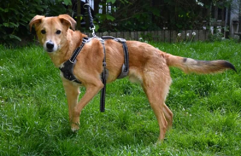 Milo, male senior Mixed Breed for adoption at Tierschutzverein Düren und Umgebung
