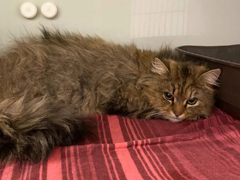 Hondo, male young Persian for adoption at Tierschutzverein Düren und Umgebung