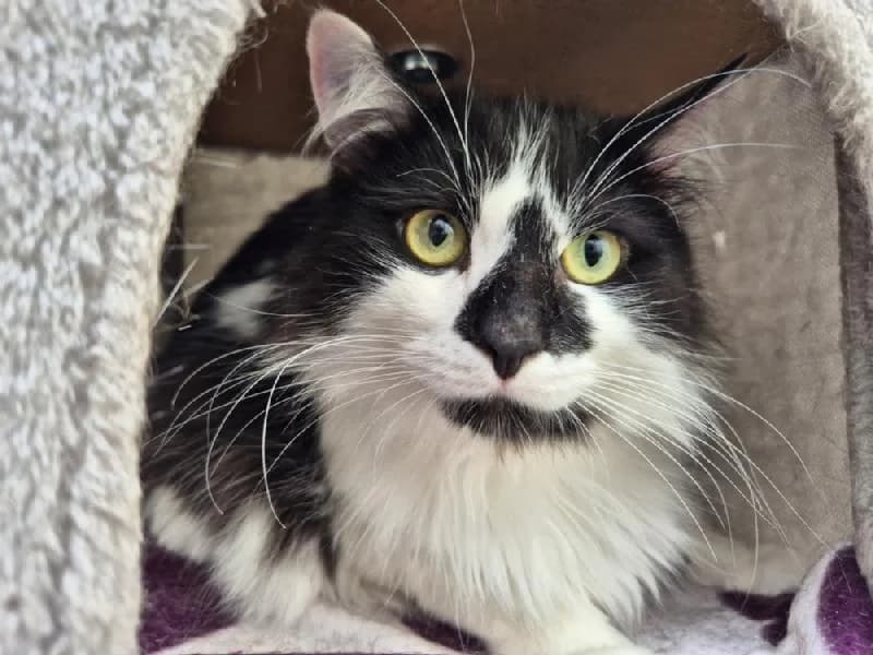 Topas, male 3yo mixed breed for adoption at Tierschutzverein Düren und Umgebung