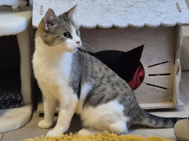 Victoria, female 3yo mixed breed for adoption at Tierschutzverein Düren und Umgebung