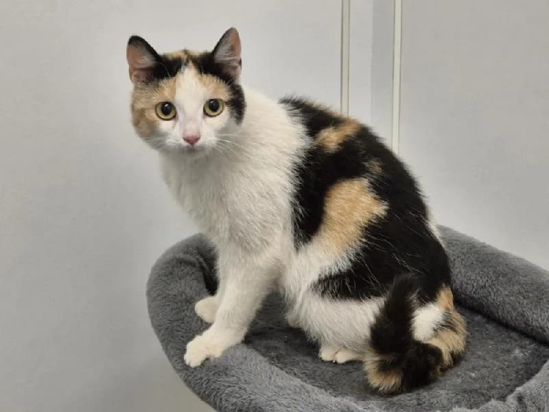 Nori, female 3yo mixed breed for adoption at Tierschutzverein Düren und Umgebung