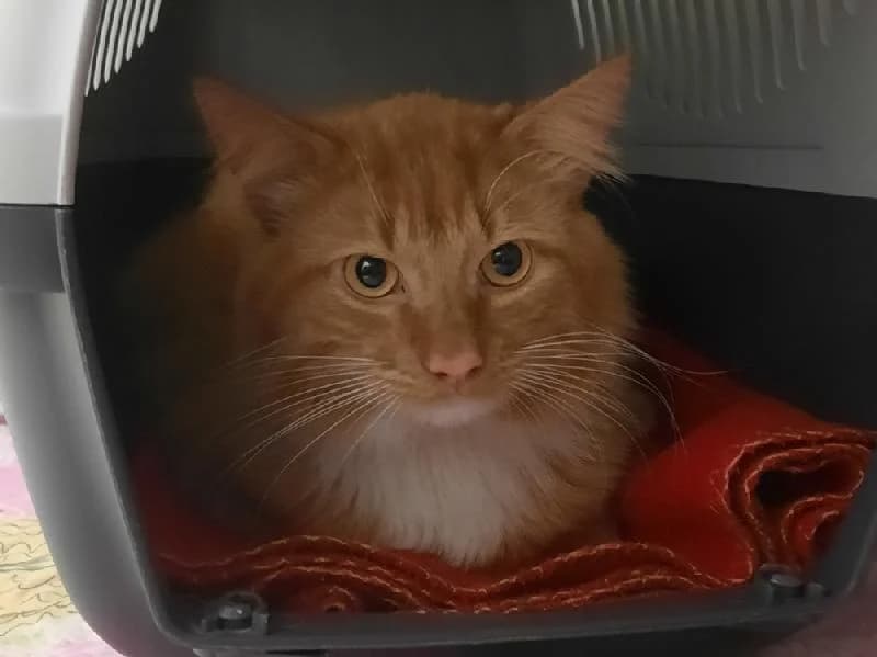 Charles, male young mixed breed for adoption at Tierschutzverein Düren und Umgebung