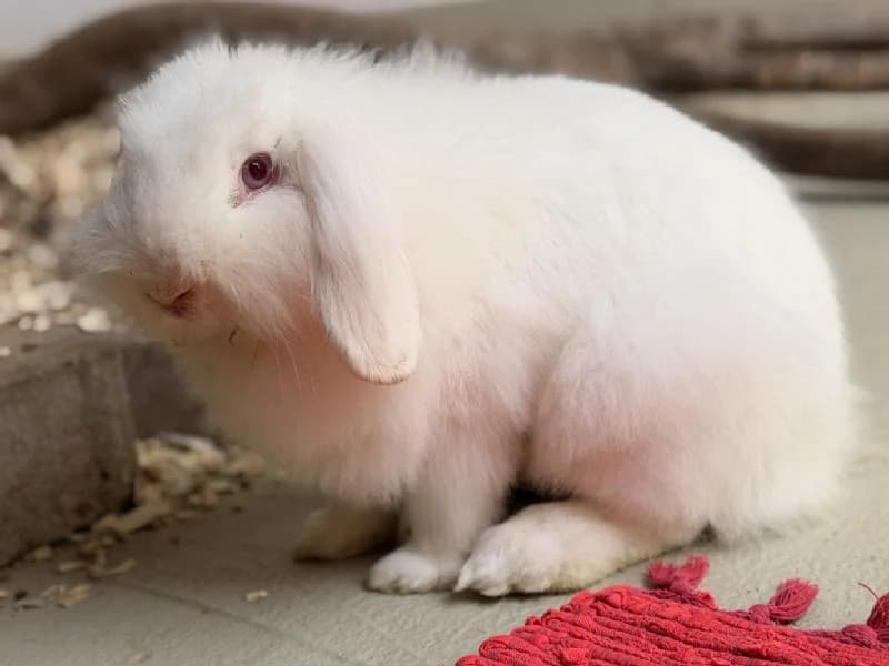 Kumo, female mixed breed for adoption at Tierschutzverein Düren und Umgebung
