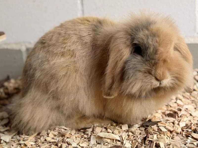 Hanabi, female mixed breed for adoption at Tierschutzverein Düren und Umgebung