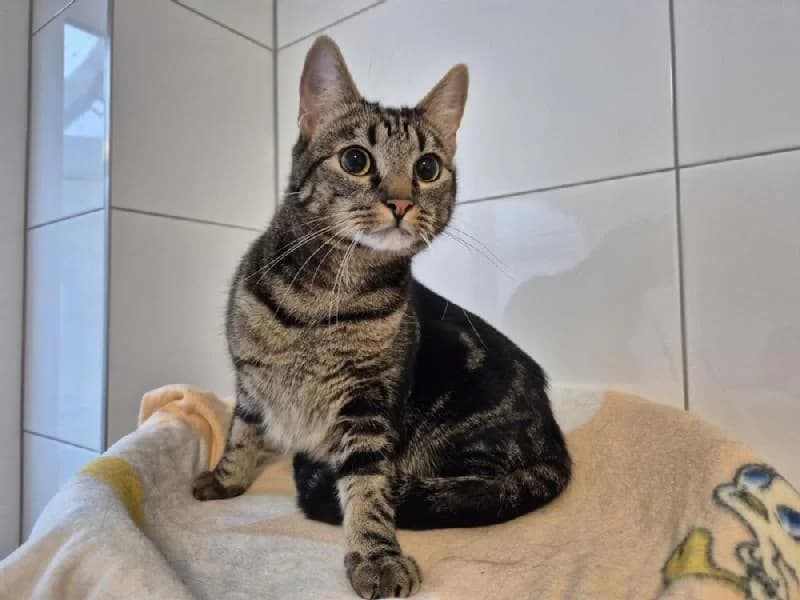 Ulf, male 3yo mixed breed for adoption at Tierschutzverein Düren und Umgebung
