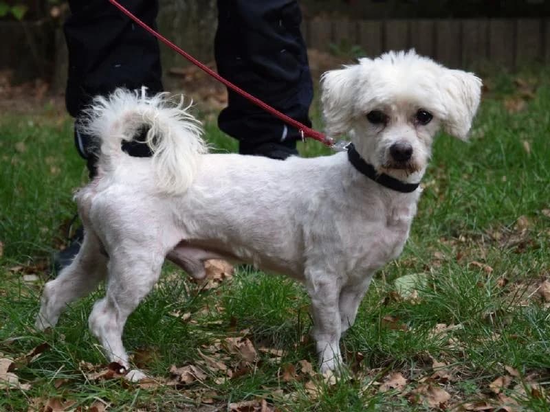 Piky, male senior Bichon Frisé for adoption at Tierschutzverein Düren und Umgebung