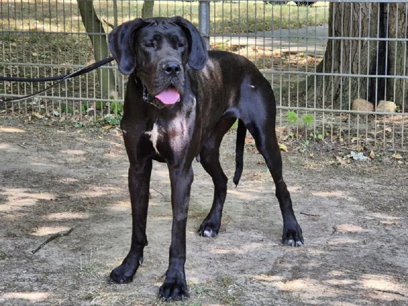 Helya, female 5yo mixed breed for adoption at Tierschutzverein Düren und Umgebung