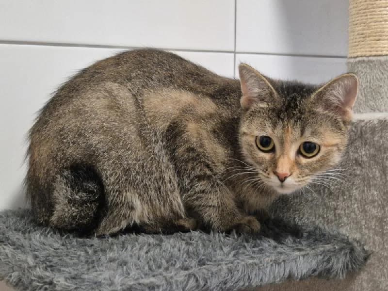 Abigail, female young mixed breed for adoption at Tierschutzverein Düren und Umgebung