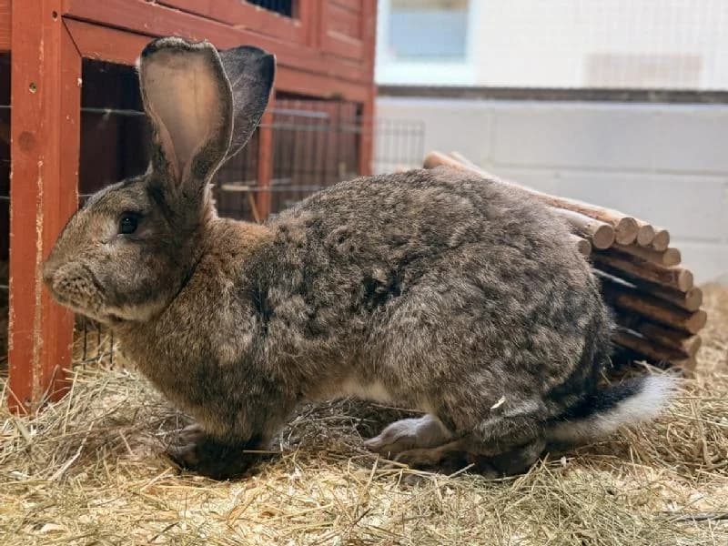 Astarion, male mixed breed for adoption at Tierschutzverein Düren und Umgebung
