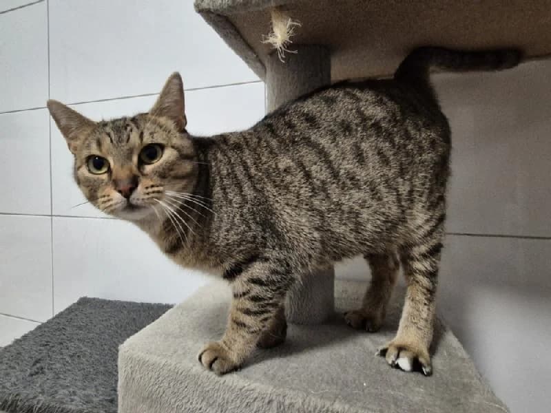 Belladonna, female 3yo mixed breed for adoption at Tierschutzverein Düren und Umgebung