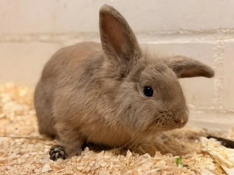Mabel, female mixed breed for adoption at Tierschutzverein Düren und Umgebung