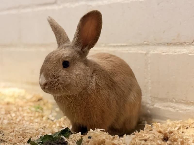 Dipper, male mixed breed for adoption at Tierschutzverein Düren und Umgebung