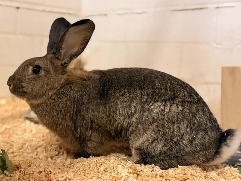 Elfi, female Mixed Breed for adoption at Tierschutzverein Düren und Umgebung