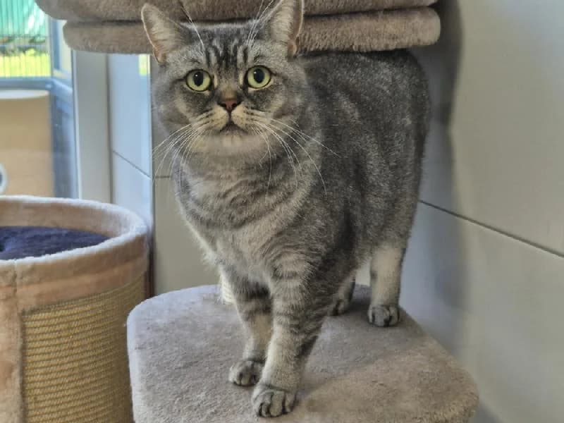 Grace, female 5yo mixed breed for adoption at Tierschutzverein Düren und Umgebung