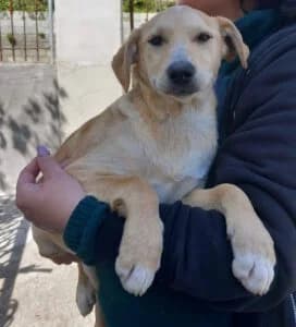 Artu, 3yo Mixed Breed for adoption at Tierschutzverein FELLINI