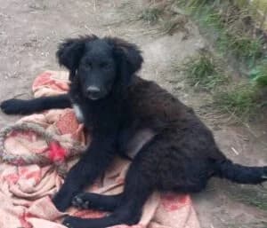 Coffee, young Mixed Breed for adoption at Tierschutzverein FELLINI