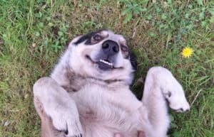 Timmy, 3yo Mixed Breed for adoption at Tierschutzverein FELLINI