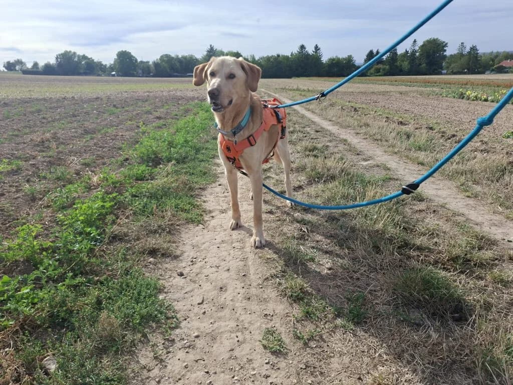 Spike, young Mixed Breed for adoption at Tierschutzverein FELLINI