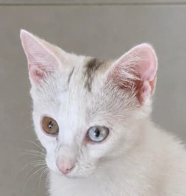Denise und Jule, weis mit etwas grau female puppy European Shorthair for adoption at Tierschutzverein Gernsheim
