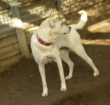 Jenna, tricolor male senior Beagle for adoption at Tierschutzverein Gernsheim