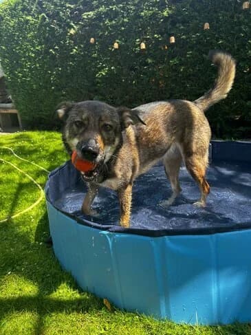 Kiwi, grau, braun, schwarz 6yo German Shepherd for adoption at Tierschutzverein Gernsheim